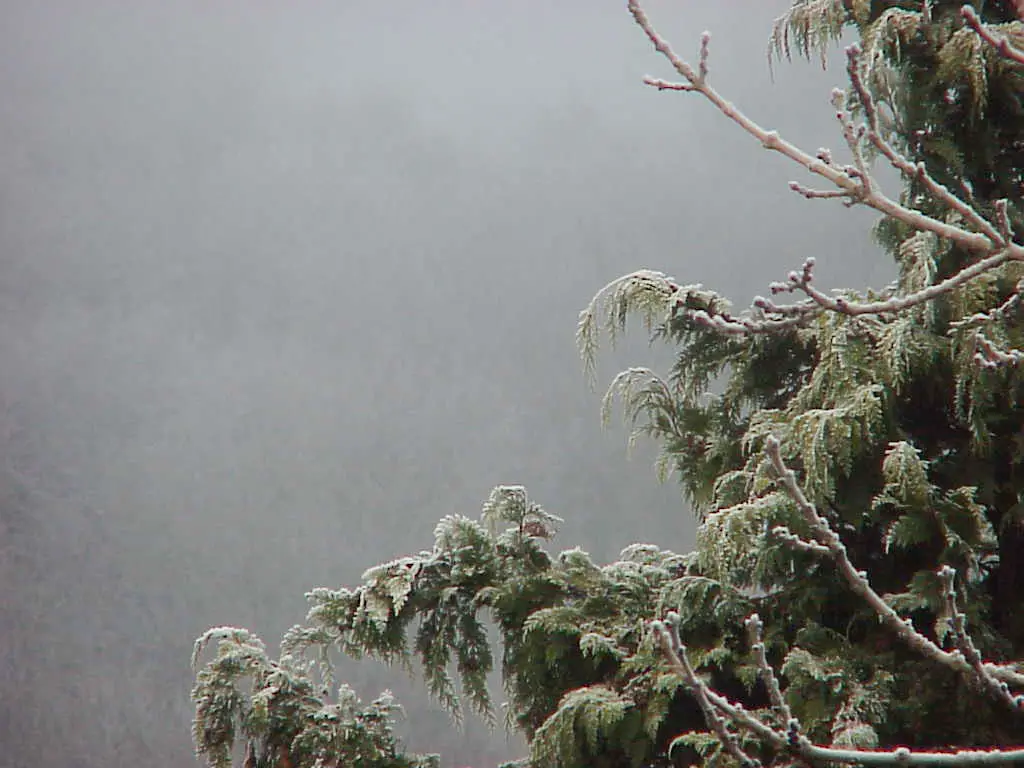 Branches of a conifer in fog