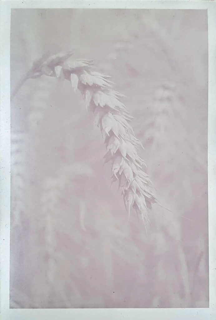 caffenol print of wheat grass