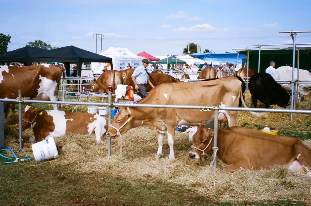 Photo of cows with Konica Z-up 150 VP