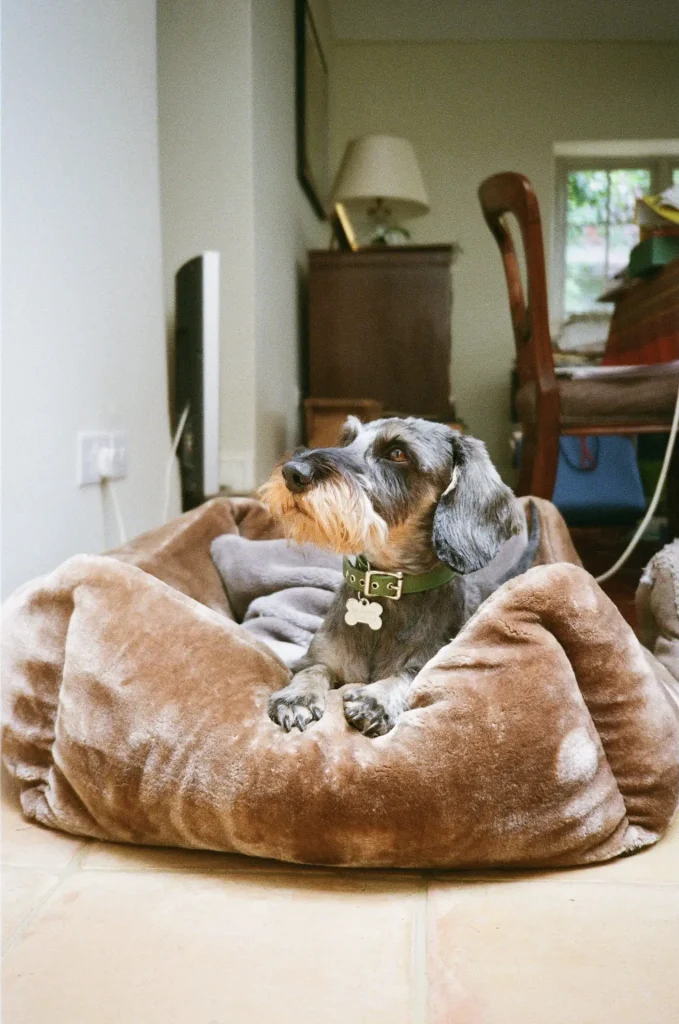 A handsome dachshund posing flawlessly!