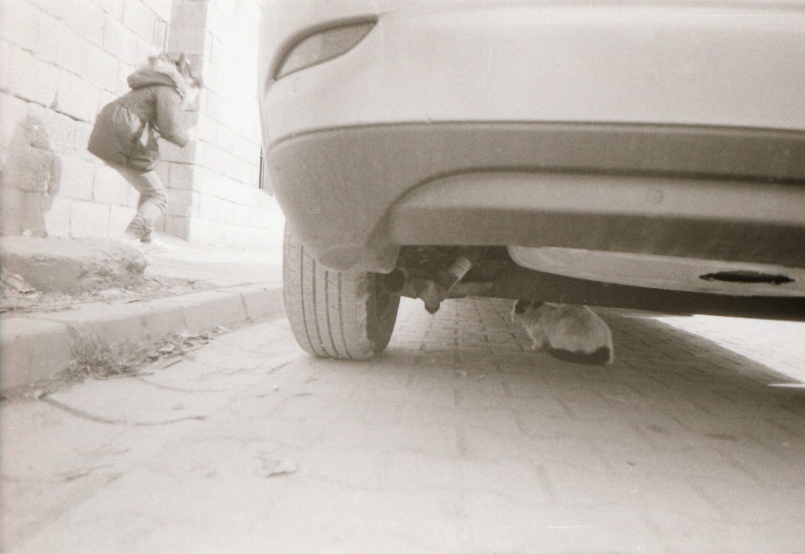 cat under car with child on side of car