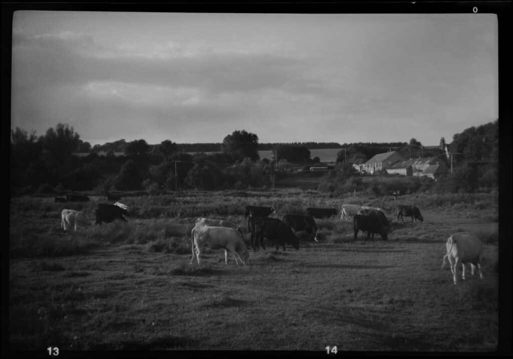 Cows on the marsh
