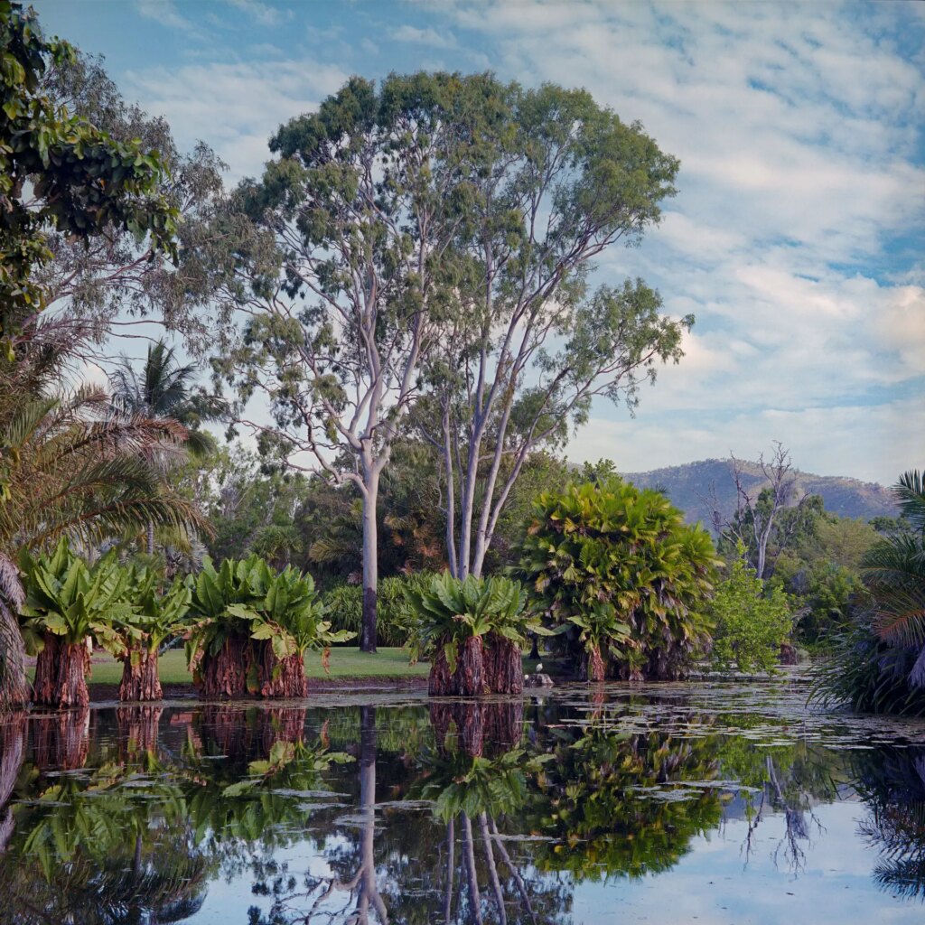 8 The view south across the pond at the Townsville Palmetum. Fuji Pro NS 160 with polariser. F11.5.