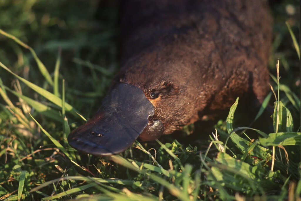 8 Platypus (Ornithorhynchus anatinus), eastern Victoria (I’ve forgotten the exact location). Nikon F801, Ai-s Nikkor 135mm F2.8 with PN-11 extension ring.