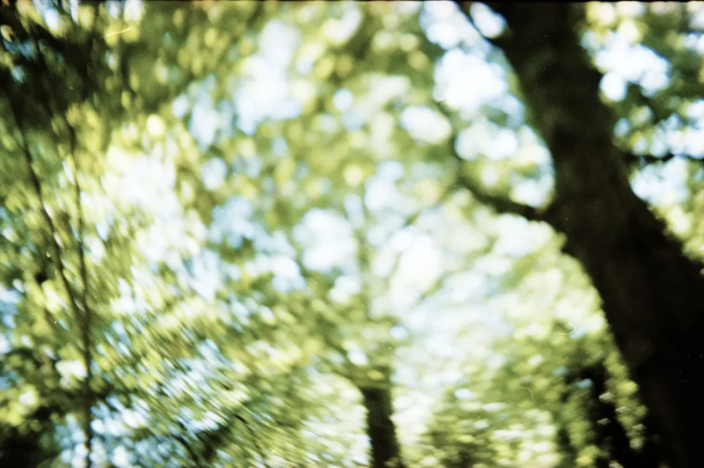 Looking up at a bright green leaves on trees against a blue sky.