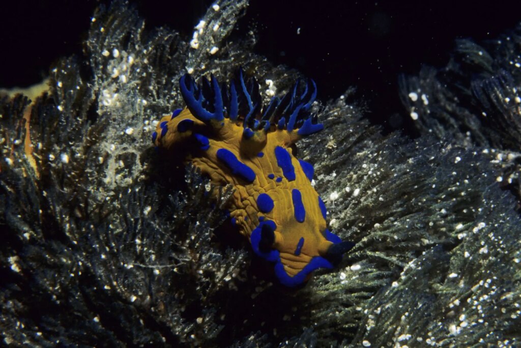 9 The nudibranch, Tambja verconis, on its preferred food, the arborescent bryozoan, Bugula dentata. Portsea Pier, Mornington Peninsula, on Boonwurrung Country. Velvia has imparted an exquisite indigo hue to the blue stripes of this species which look much less luminous on Kodachrome or digital. (Nikonos III, 35mm lens and 1:3 macro kit @ F22 )
