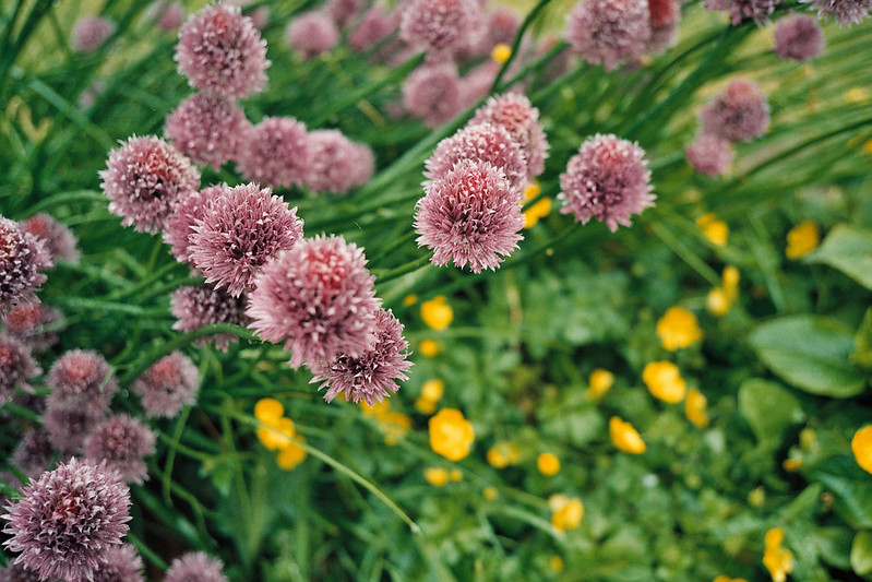 Close up flowers by the house