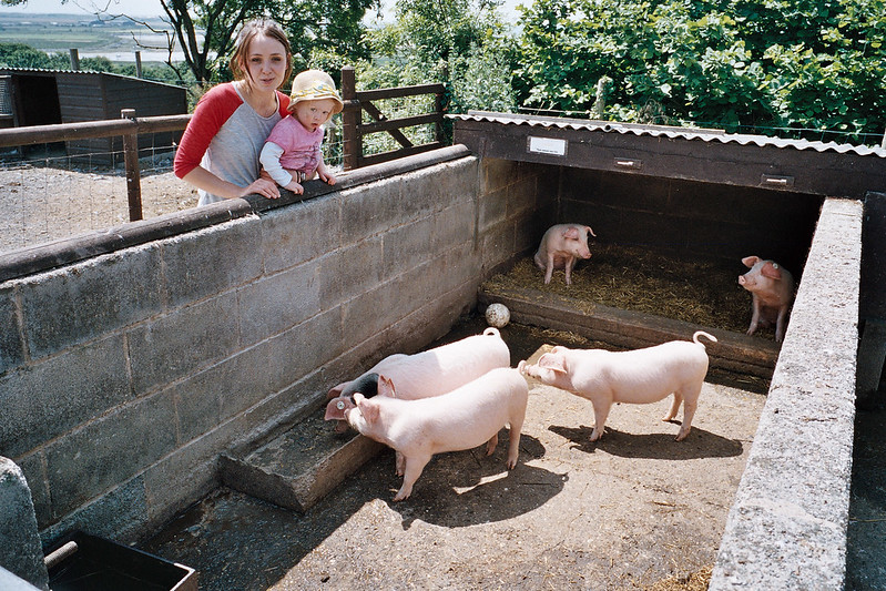 Pigs at the farm park