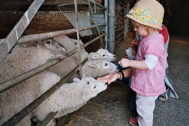 Sheep at the farm park