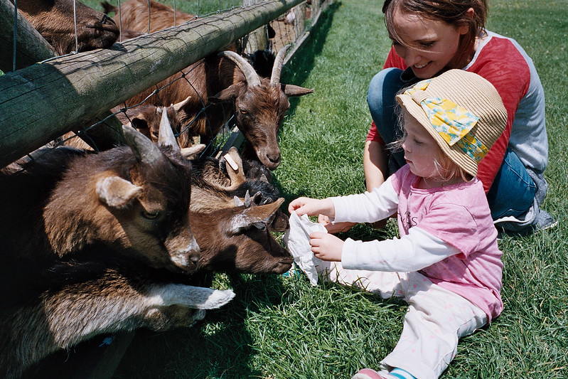 Goats at the farm park