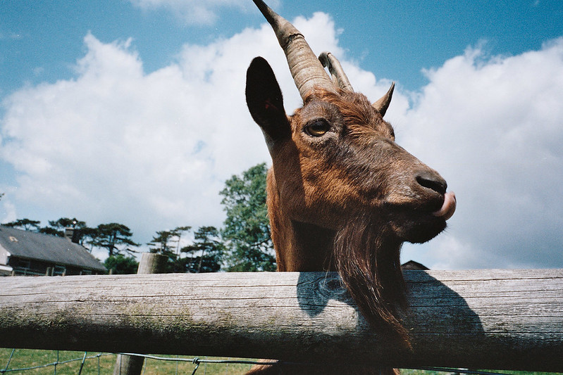 Goat at the farm park