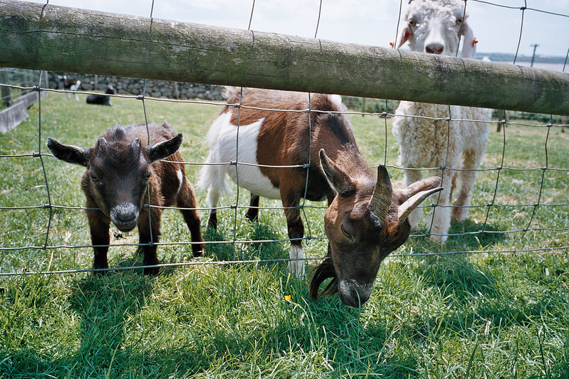 Goat at the farm park