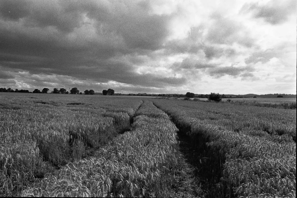 Fields near Pond Farm - Hitchin Just Before Harvest