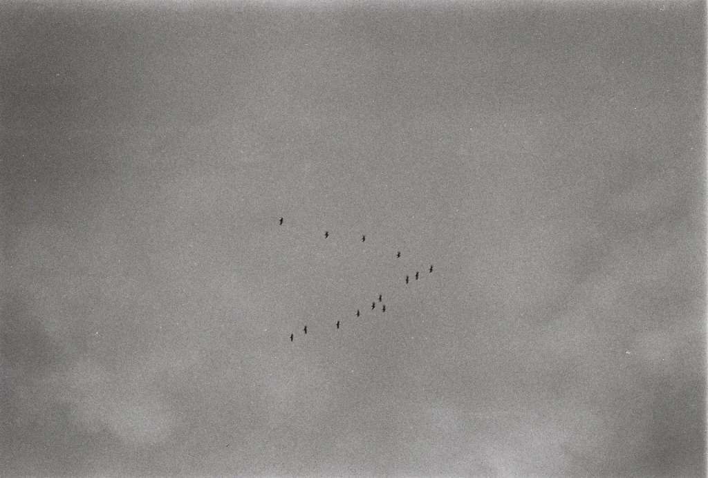 Birds flying in formation