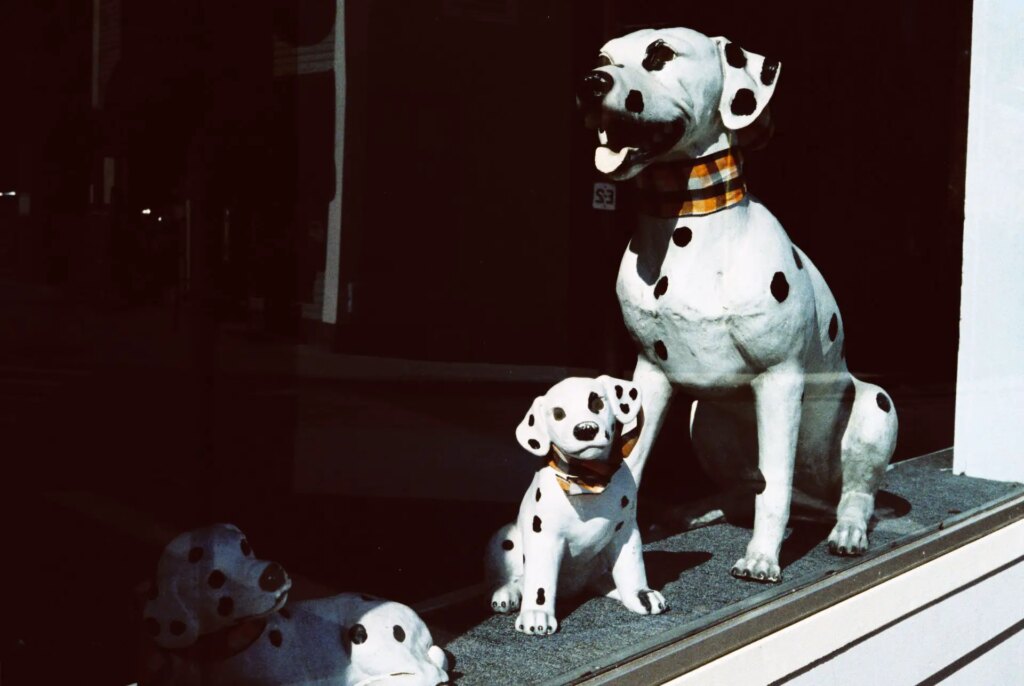 window display shot on the leica cl and euphoric 100