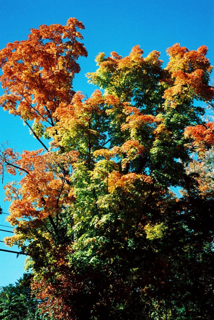 tree with fall colors