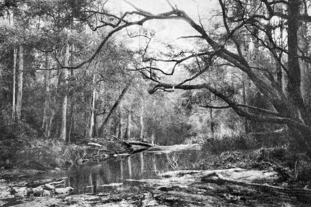 An Arch at Boggy Creek, 2022. 16x20 Bromoil Print