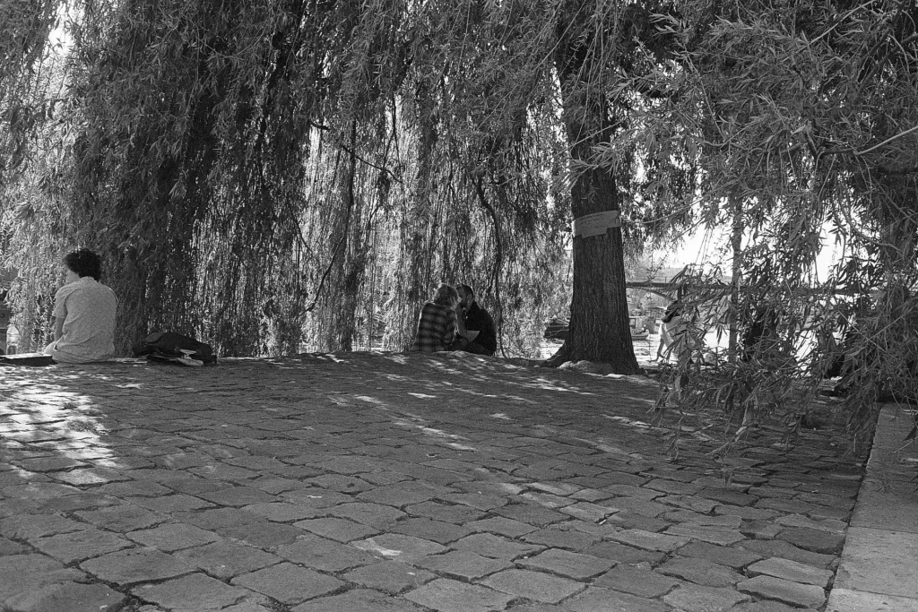 People sat along the Seine doc under a tree