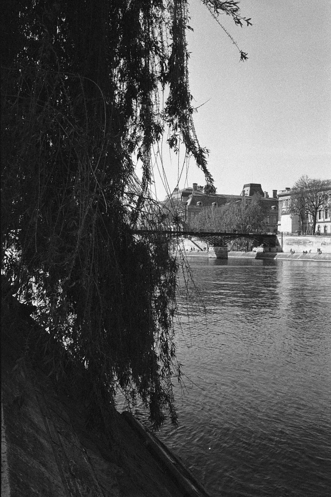 View of the Louvre next to a tree