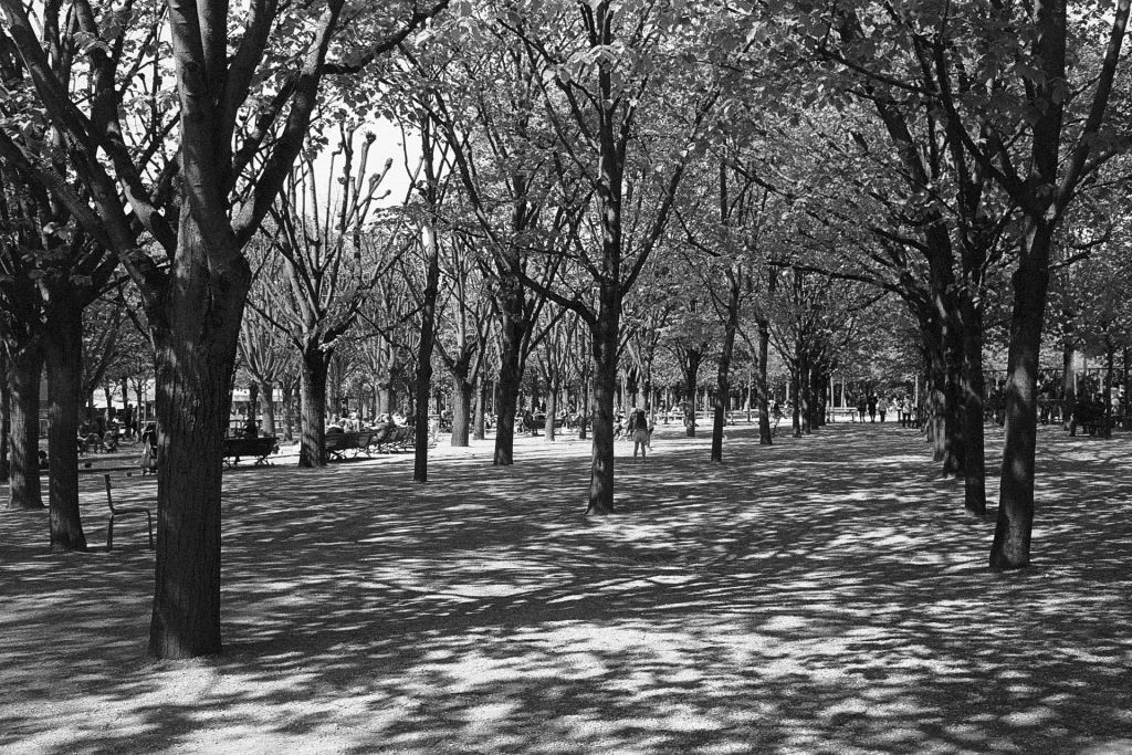 Aisle of trees with light shadows