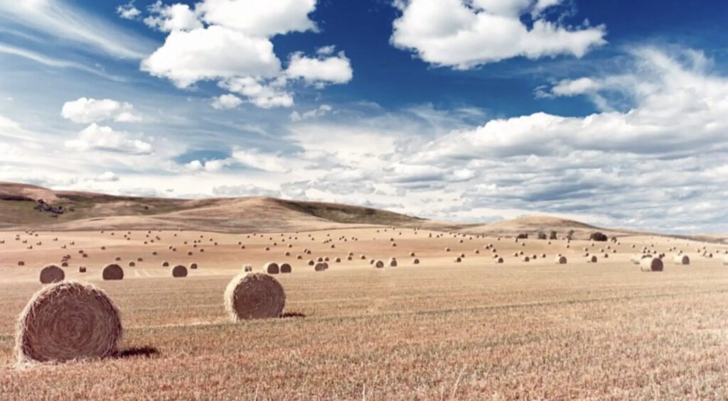 hay field with blue skies taken on 50D