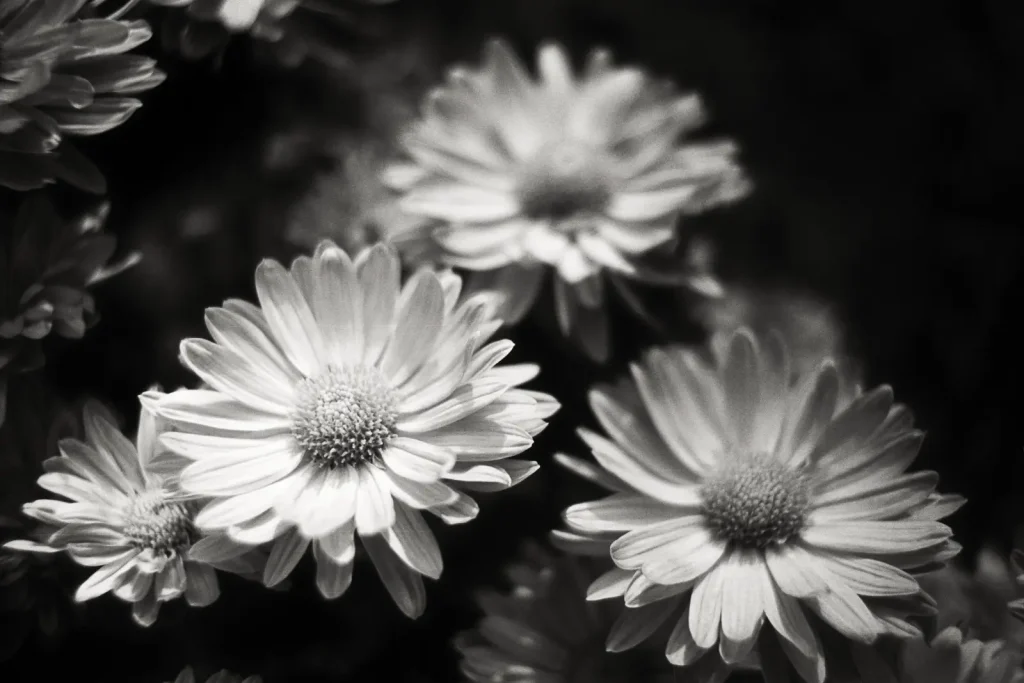 Black-and-white photograph of several blossoms taken with a Leica Summicron lens at the botanical garden.