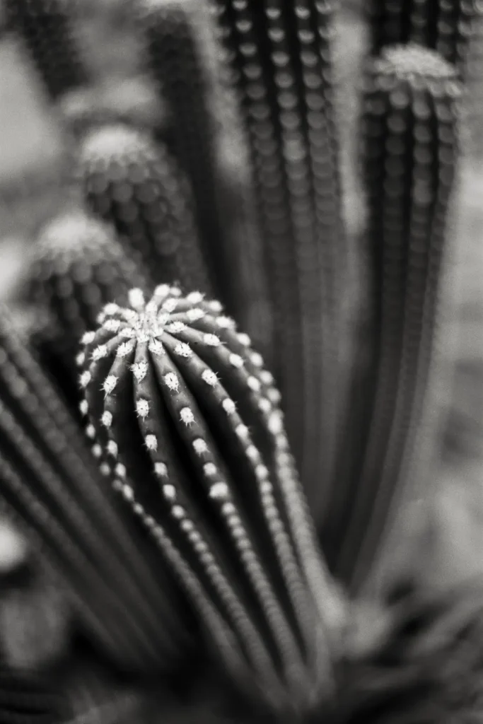 Black-and-white photograph of a cactus taken with a Leica Summicron lens at the botanical garden.