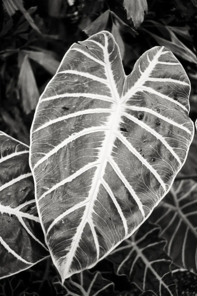 Black-and-white photograph of large leaf taken with a Leica Summicron lens at the botanical garden.