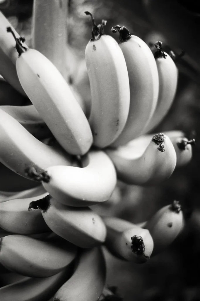 Black-and-white image of some bananas.