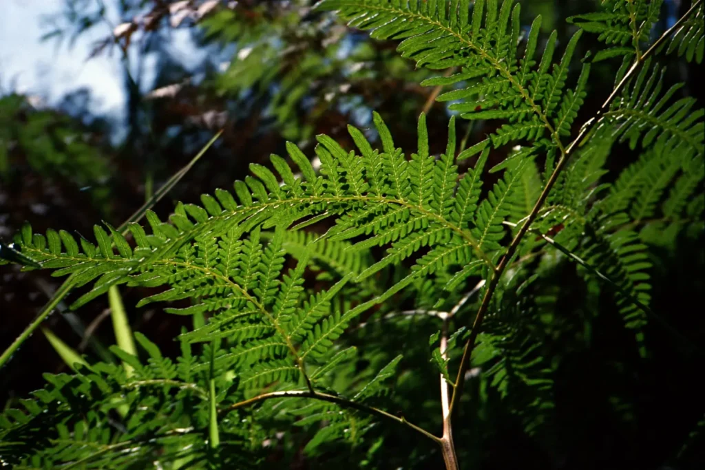 Bracken | 1500px