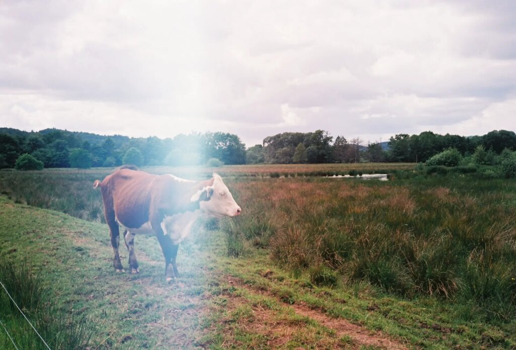 Cow and light leak