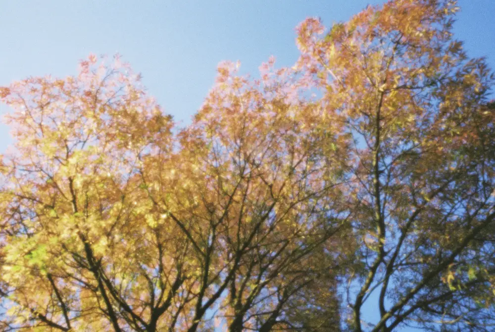 Eaton Park, Norwich – Skink Pinhole