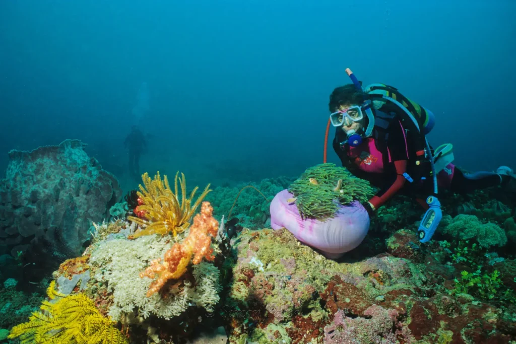 Cathie and anemone fish