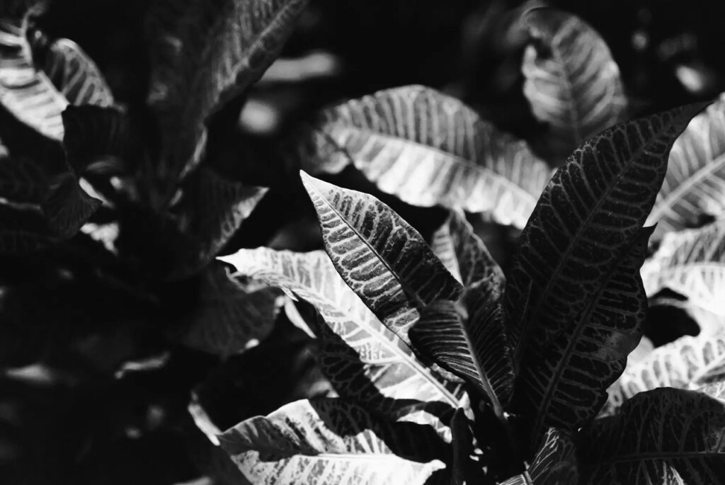 Image of a leafy plant taken on Ferrania Orto