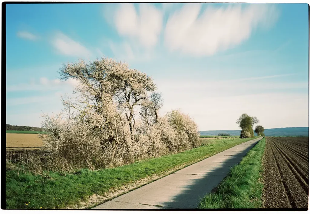 An agricultural road that runs through some fields with a blooming bush in the middle. Condensing time by some clouds passing by.