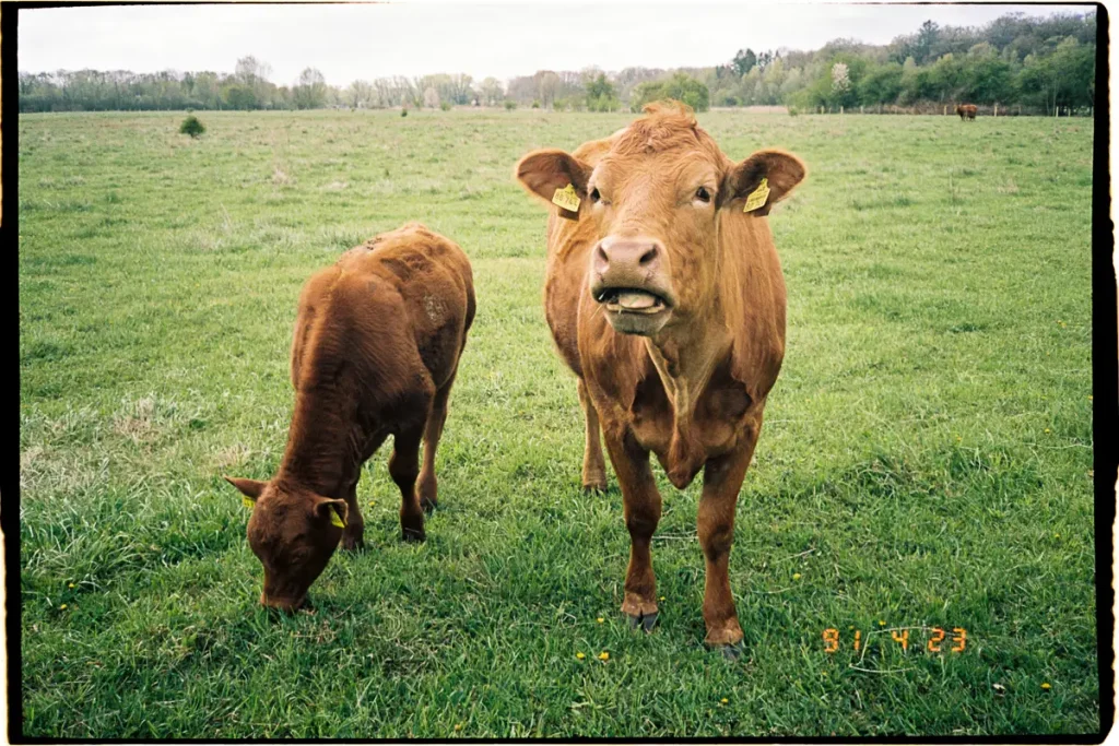 Two brown cows stand in front of the viewer; one cow is grazing, the other one draws its attention to the viewer.