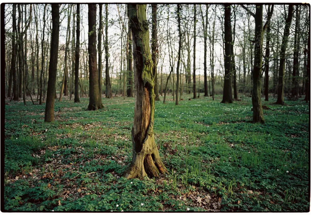 A forest with several trees standing in rather large distance in relation to each other; one tree stands in the foreground.