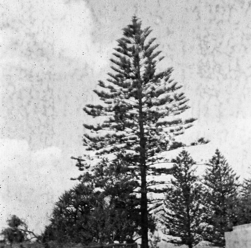 Black and white square image of a pine tree in front of a cloudy sky