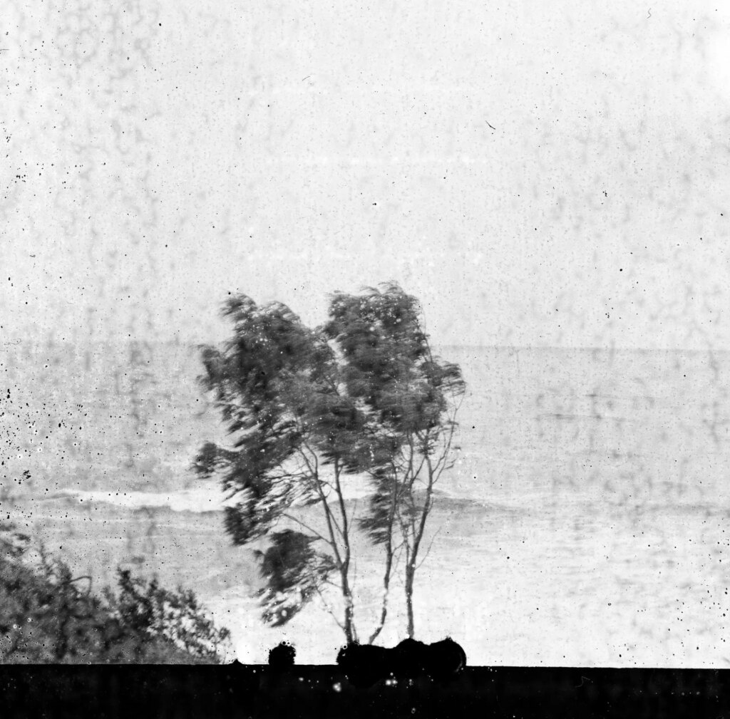 Black and white square image of a tree in front of the ocean blowing in the breeze