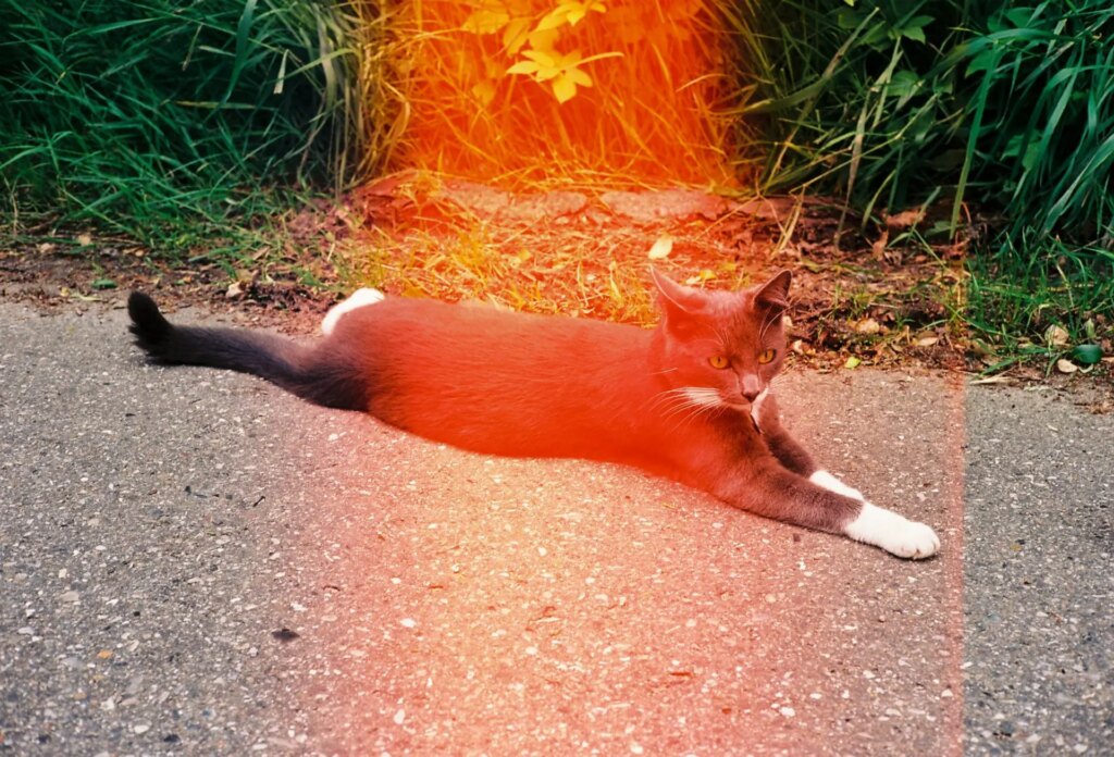 Cat and lightleak 