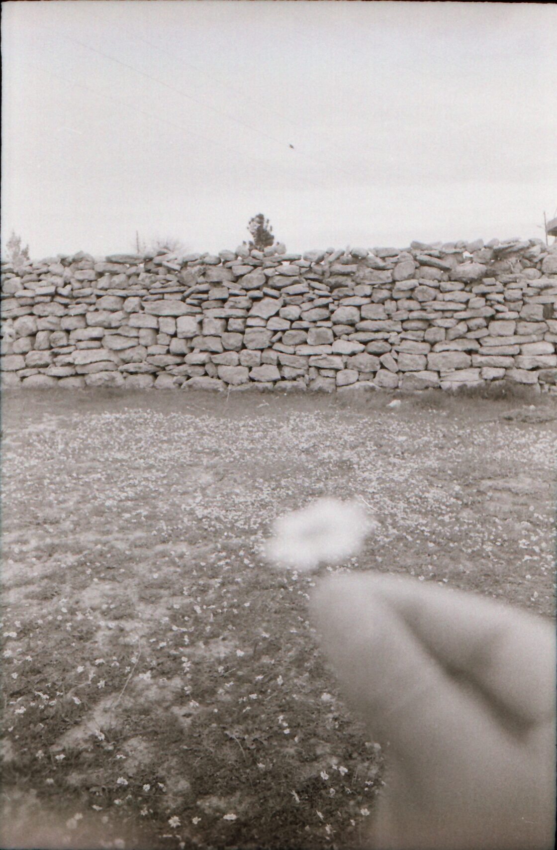 hand holding a flower in a field with a brick wall in the distance