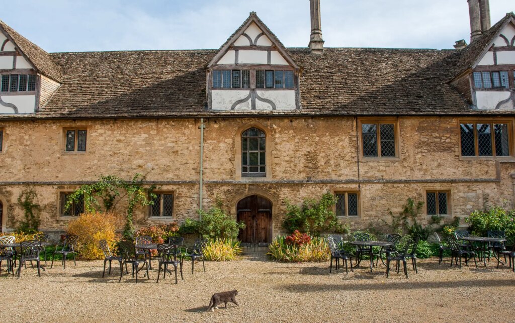 cat walks across courtyard