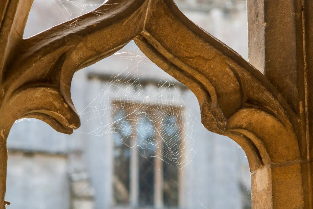 backlit cobweb on stonework