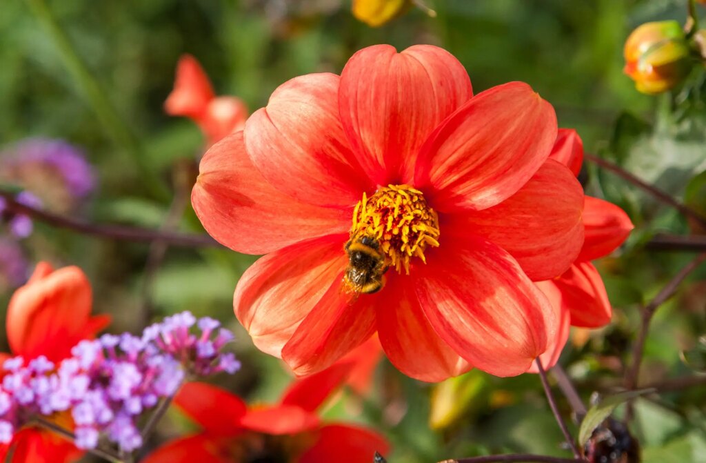 bee on a red flower