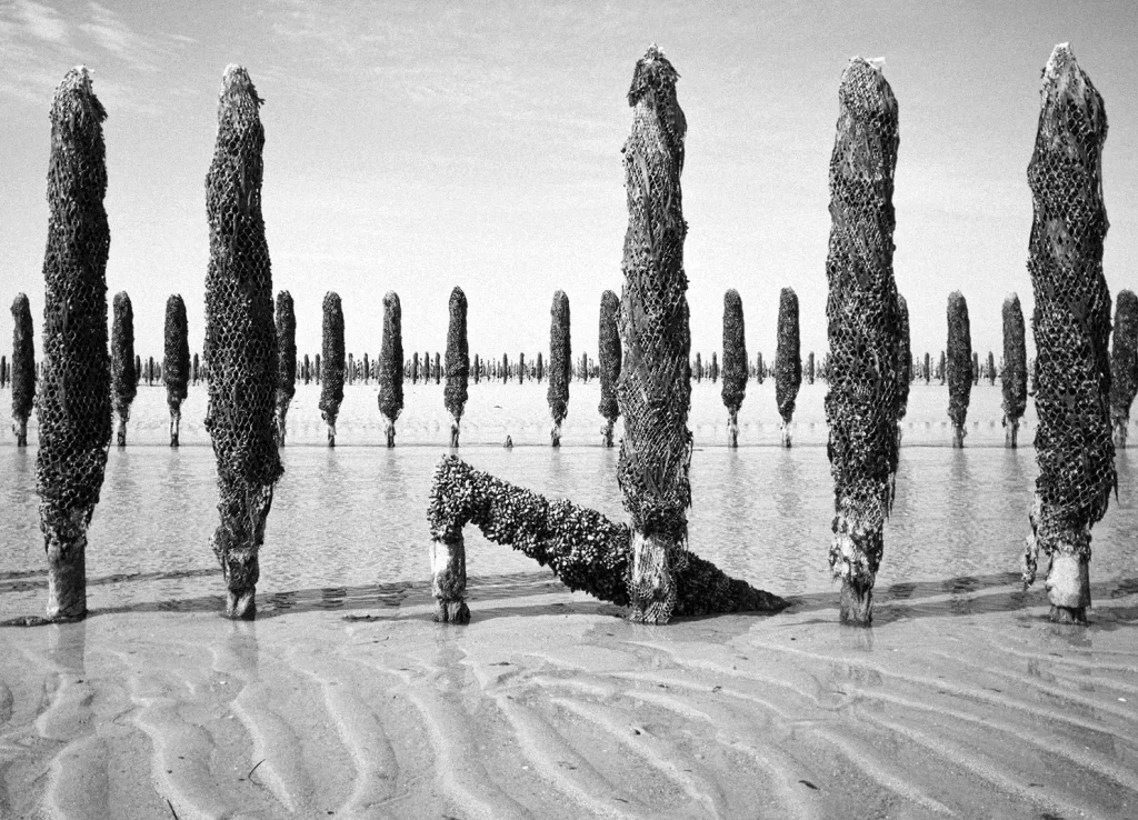 Mussels cultivation in Pink Floyd land – Sony NEX with Olympus BCL 15mm