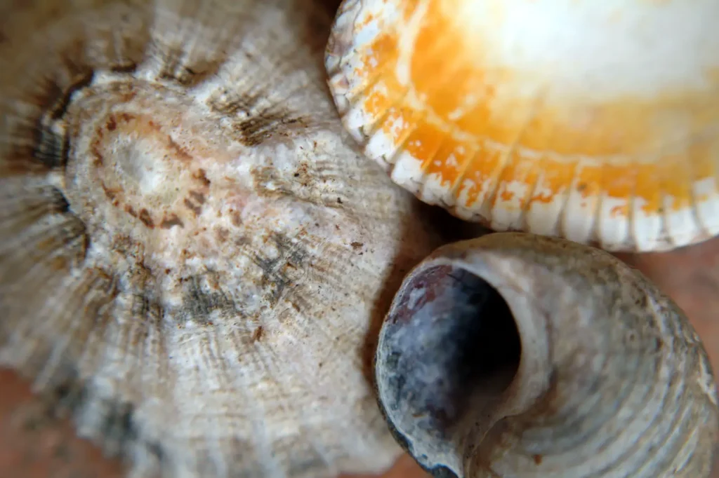 close up of shells