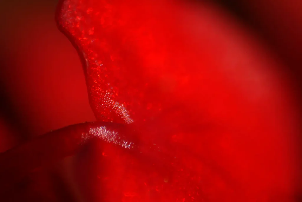 Begonia macro