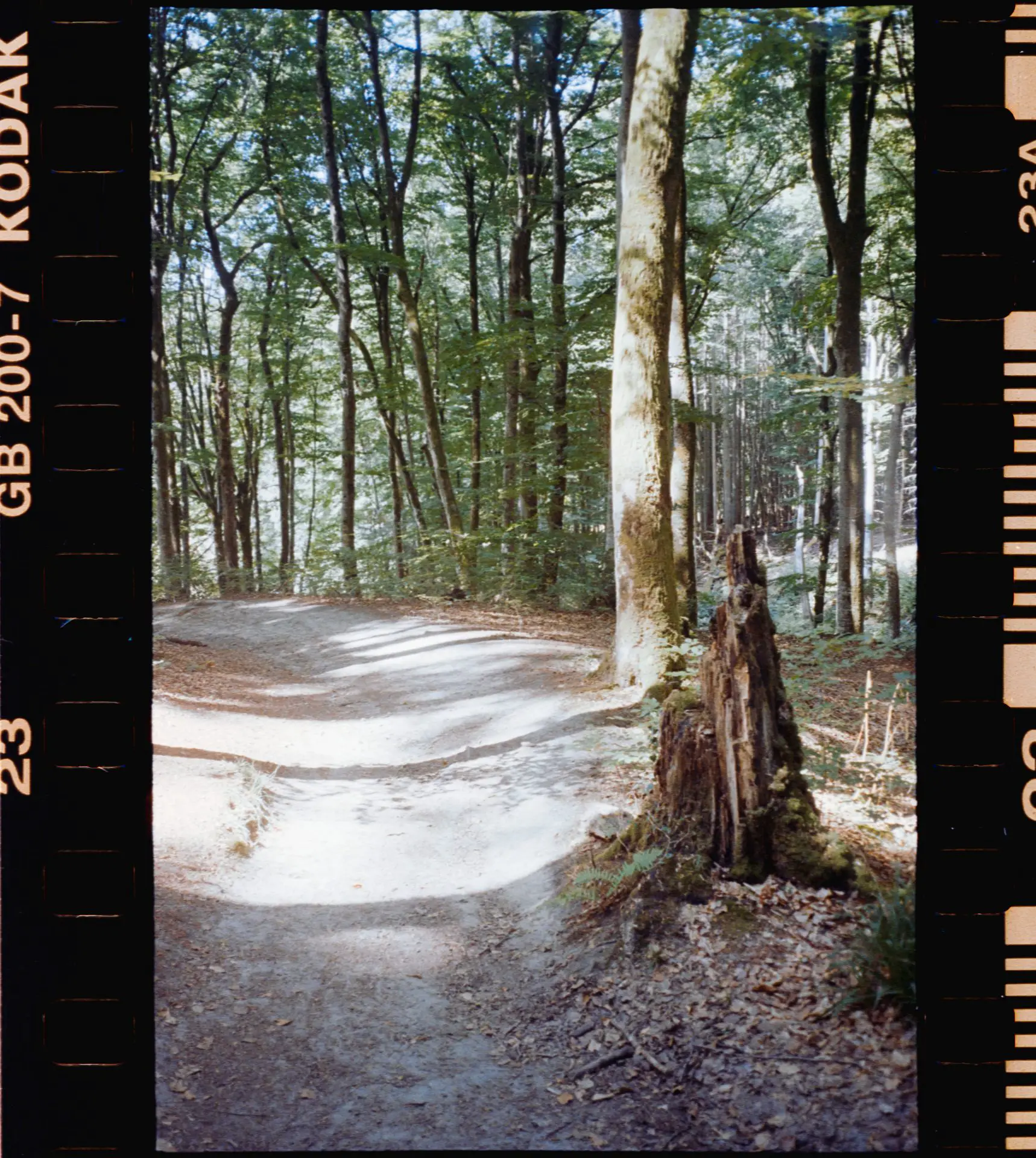 Contrasty forest scene