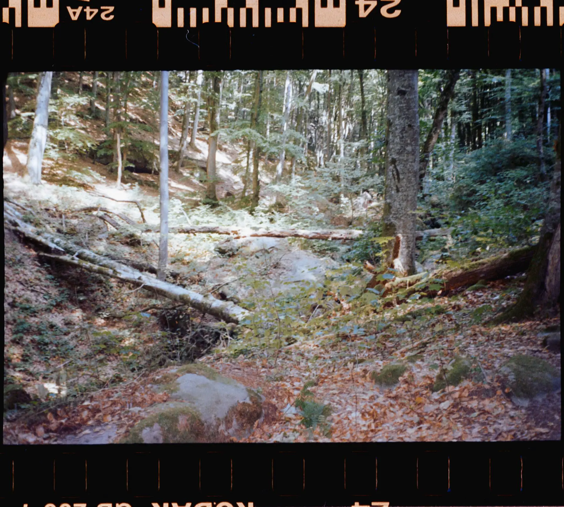 Contrasty forest scene