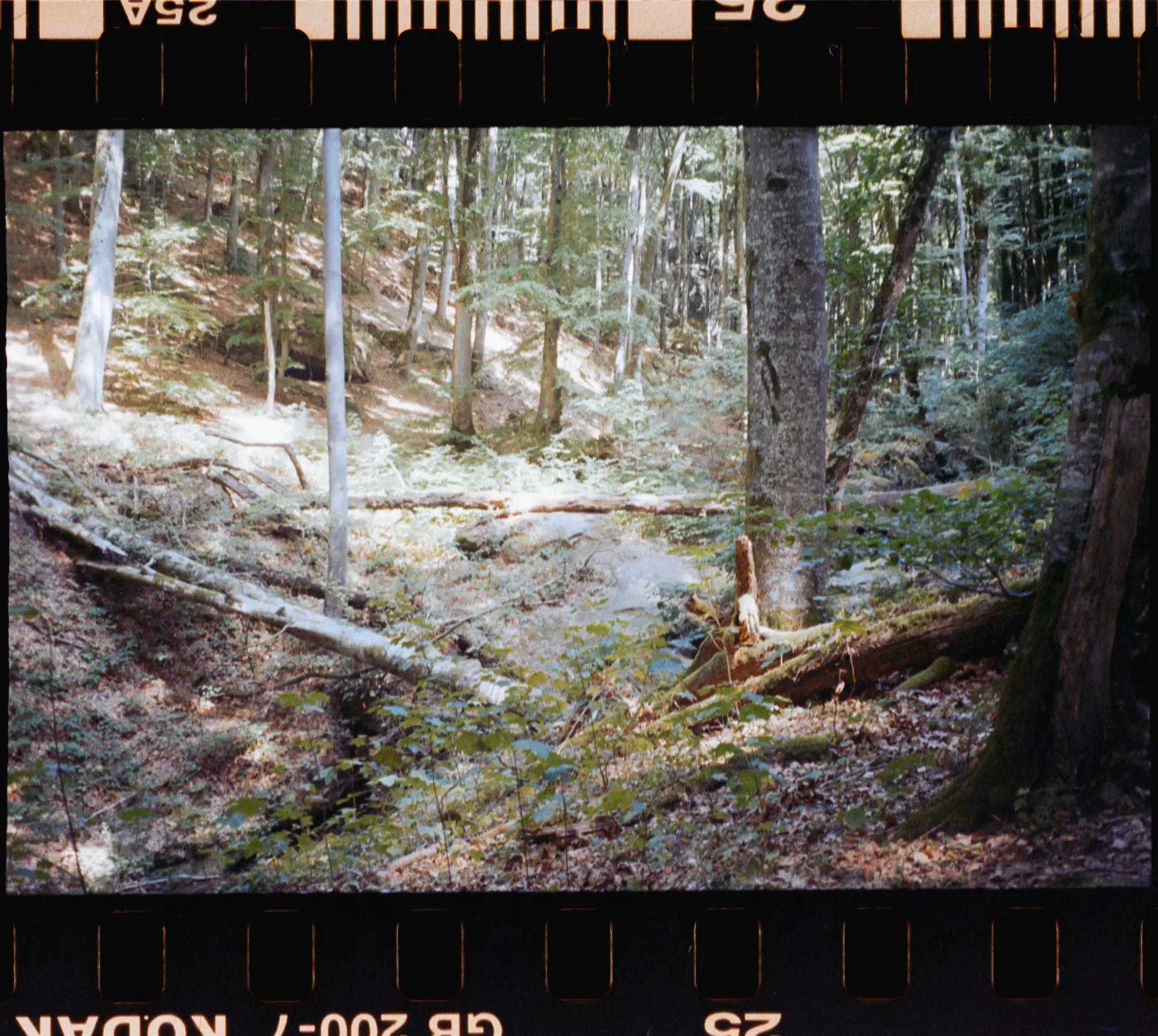 Contrasty forest scene